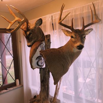 Trophy Hunters Taxidermy - Double pedestal display - Taxidermy Near Me Trophy Hunters Taxidermy - Double pedestal display - Taxidermy Near Me