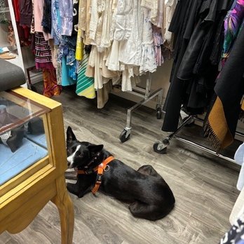 START Rescue Resale Store - My dog loves the high-end back room! - Thrift Stores Near Me - Los Angeles, California START Rescue Resale Store - My dog loves the high-end back room! - Thrift Stores Near Me - Los Angeles, California