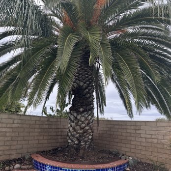 Three Brothers Tree Service - Tree Services Near Me Three Brothers Tree Service - Tree Services Near Me