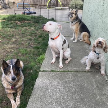 Sidewalks Oakland - Group socializing - Pet Training Near Me