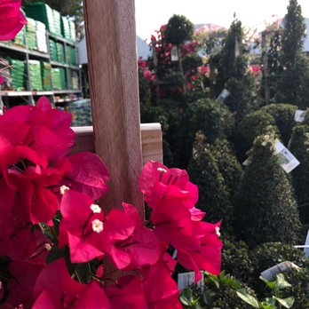 The Home Depot - Flower: Bougainvillea - Nurseries & Gardening Near Me - North Miami Beach, Florida