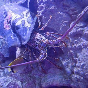 Adventure Aquarium - Aquariums Near Me - Camden, New Jersey
