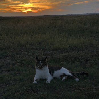 Circle View Guest Ranch - resident outdoor cat - Guest Houses Near Me - Scenic, South Dakota
