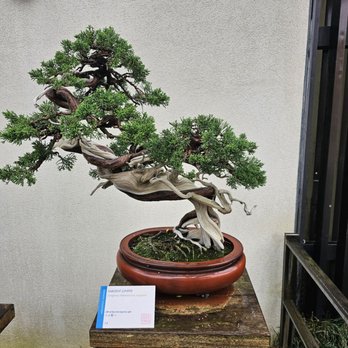 US National Arboretum - Bonsai - Botanical Gardens Near Me - Washington, DC, District of Columbia US National Arboretum - Bonsai - Botanical Gardens Near Me - Washington, DC, District of Columbia