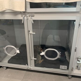Veterinary Emergency Group - Dog in oxygen kennel. - Emergency Pet Hospital Near Me - Lynnwood, Washington Veterinary Emergency Group - Dog in oxygen kennel. - Emergency Pet Hospital Near Me - Lynnwood, Washington