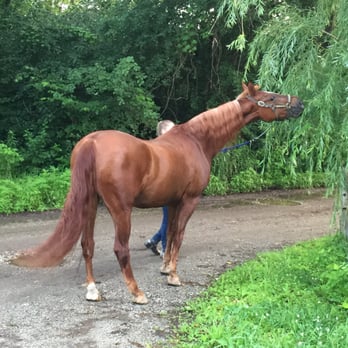 Rustic Wood Stable - Gifty and his favorite tree. - Horse Boarding Near Me - Palos Hills, Illinois Rustic Wood Stable - Gifty and his favorite tree. - Horse Boarding Near Me - Palos Hills, Illinois