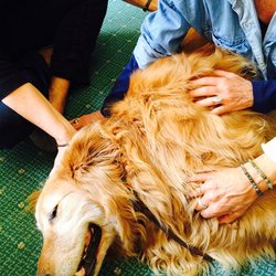 Gloria Kaye, PhD - Dr. Gloria Kaye, Energy Healing Specialist, also offers Energy Healing training for pet owners.