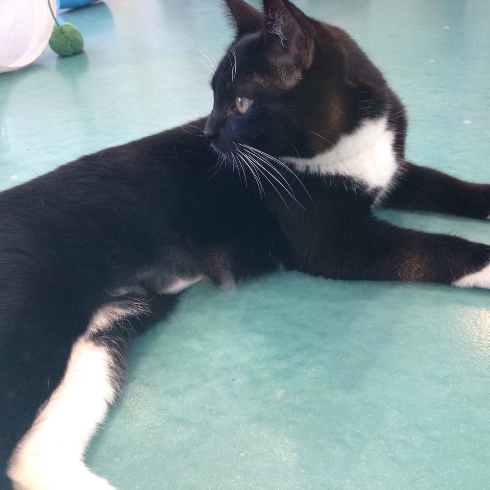 Regal Cat Cafe - Coffee & Tea Near Me - Calgary, Alberta Regal Cat Cafe - Coffee & Tea Near Me - Calgary, Alberta