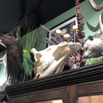 Curious Nature - Antiques Near Me - Phoenix, Arizona