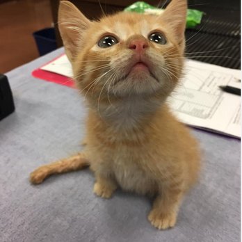 Georgetown Veterinary Hospital - Veterinarians Near Me - Georgetown, Texas