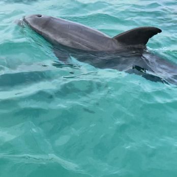 Dolphin Safari Charters - Boat Tours Near Me - Key West, Florida Dolphin Safari Charters - Boat Tours Near Me - Key West, Florida