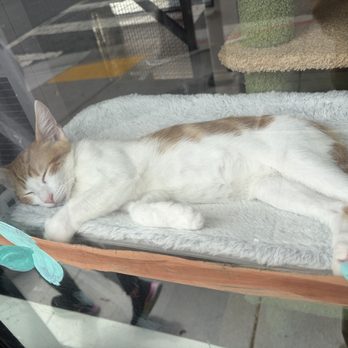 Whiskerwood Haven - Animal Shelters Near Me - San Francisco, California