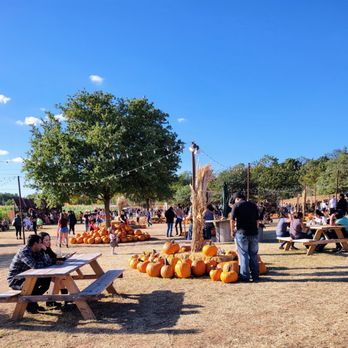 Hall's Pumpkin Farm - Pumpkin Patches Near Me - Grapevine, Texas Hall's Pumpkin Farm - Pumpkin Patches Near Me - Grapevine, Texas