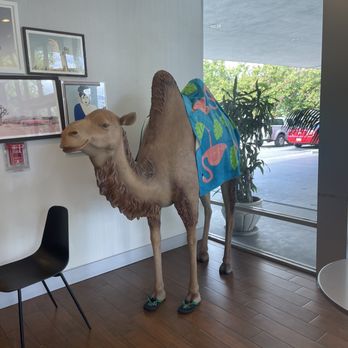 Glendale Express Hotel - The camel in the lobby - Hotels Near Me - Glendale, California