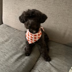 The Dapper Dog