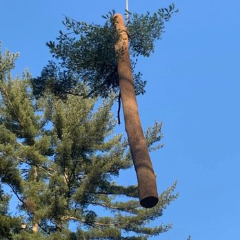 Acer Tree Service - Tree Services Near Me - Trumbull, Connecticut Acer Tree Service - Tree Services Near Me - Trumbull, Connecticut