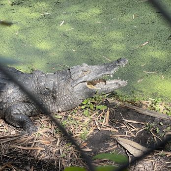Croc Encounters - Zoos Near Me - Tampa, Florida