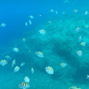 Stormy Pirates Boat Charters - Great snorkeling. - Boat Charters Near Me