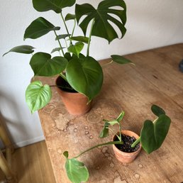 Plant left, bought same day at Safeway, plant on the right purchased at this establishment:( both plants started the same size. Plant left, bought same day at Safeway, plant on the right purchased at this establishment:( both plants started the same size.