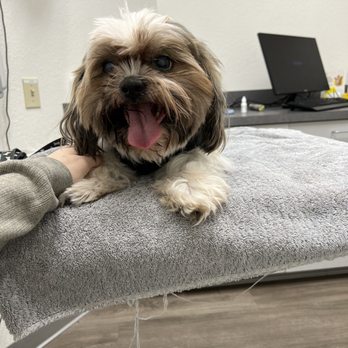 Animal Eye Care - Veterinarians Near Me - Fremont, California