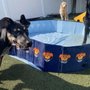 Photo of Puppy Paradis
