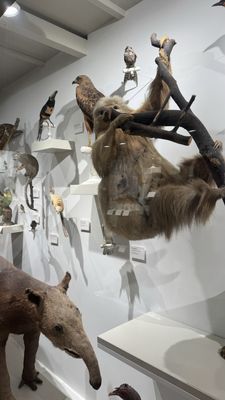 The Harvard Museum of Natural History by null