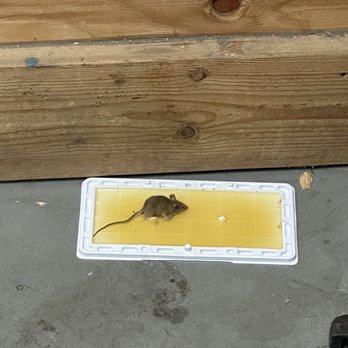 Walmart Supercenter - Another pic of the alive mouse - Grocery Near Me - Perris, California Walmart Supercenter - Another pic of the alive mouse - Grocery Near Me - Perris, California
