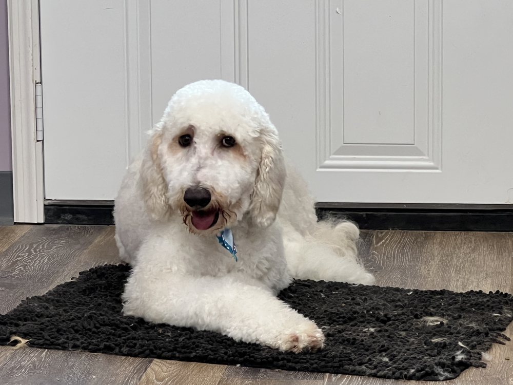 SOUTHERN PAW PET SALON 21 Photos 76 Pleasant Grove Rd, McDonough