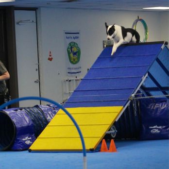 Ace'n Agility Training Center - Pet Training Near Me - Phoenix, Arizona