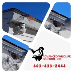 Advanced Wildlife Control - One way doors installed today to ensure these critters leave and NEVER come back again.