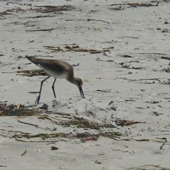 Cortez Beach - Beaches Near Me - Bradenton Beach, Florida