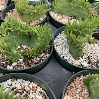 Once Again Hawaii - Looks like something from the ocean! - Nurseries & Gardening Near Me - Waimanalo, Hawaii Once Again Hawaii - Looks like something from the ocean! - Nurseries & Gardening Near Me - Waimanalo, Hawaii