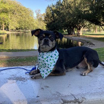 Lorenzo's Dog Training Team - Ollie learning how to peacefully watch ducks instead of chasing them - Pet Training Near Me Lorenzo's Dog Training Team - Ollie learning how to peacefully watch ducks instead of chasing them - Pet Training Near Me