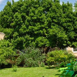 Cedars of Liberty