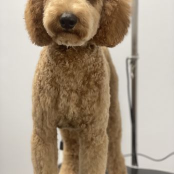 TeesPetStyles - Pet Groomers Near Me
