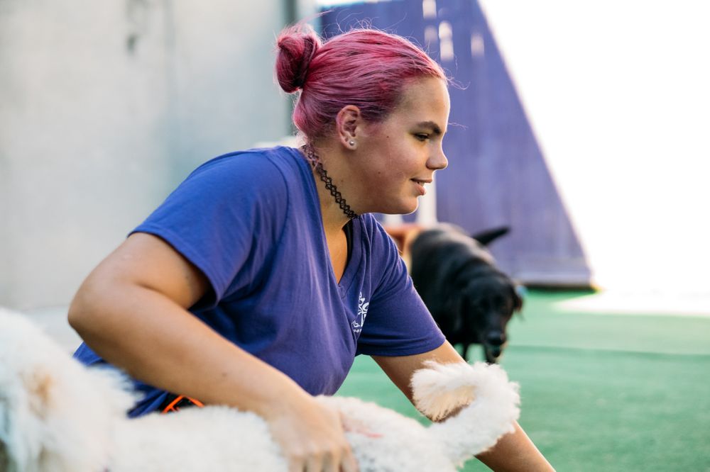 CENTRAL BARK DOGGY DAY CARE CLOSED Updated July 2024 43 Photos