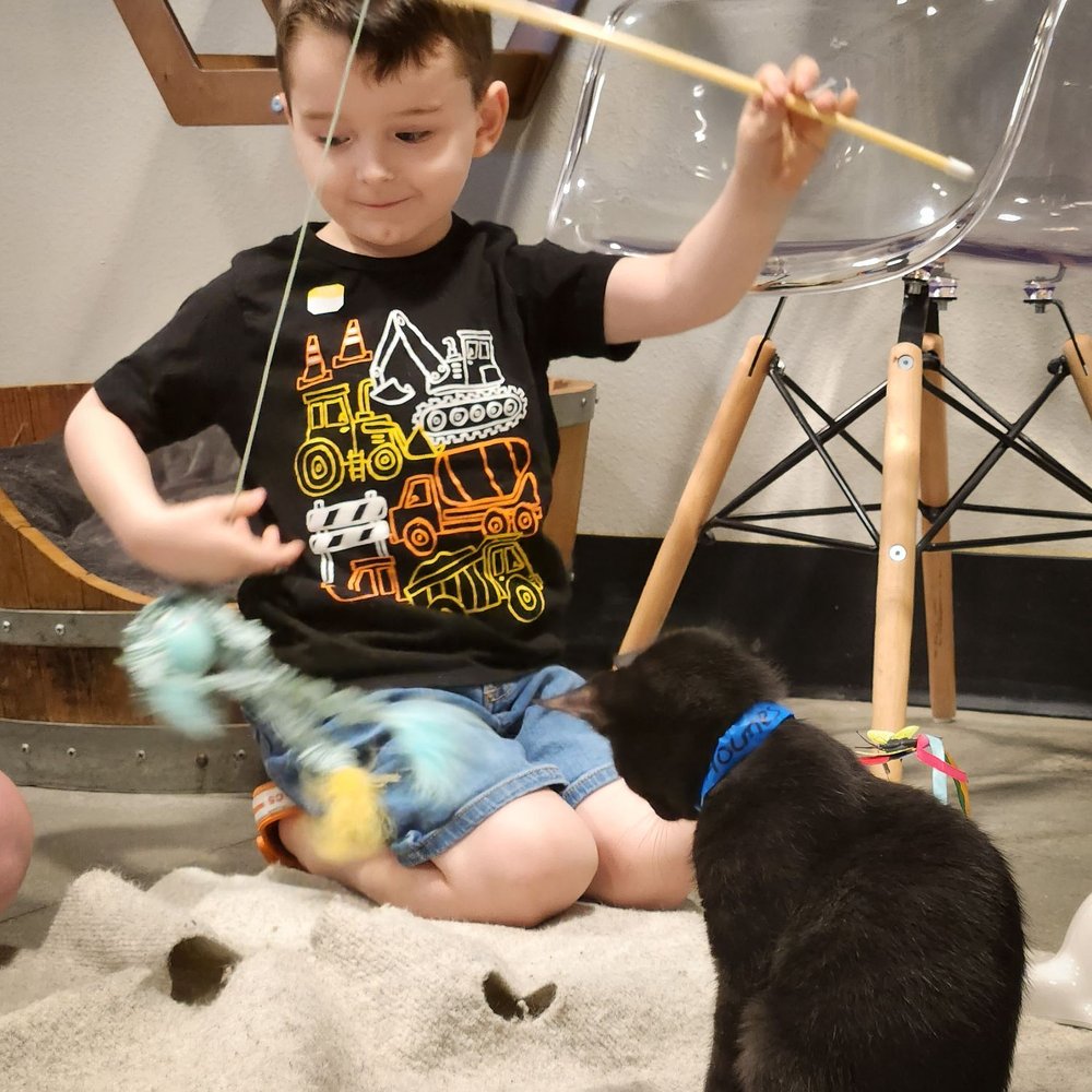 Orlando Cat Cafe - Animal Shelters Near Me - Clermont, Florida