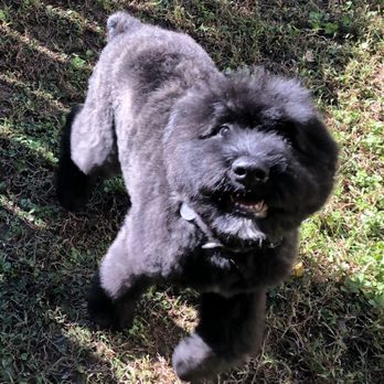 Groomingdales - Pet Groomers Near Me - Apex, North Carolina Groomingdales - Pet Groomers Near Me - Apex, North Carolina