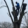 Photo of Mr. Nice Guy Tree Service