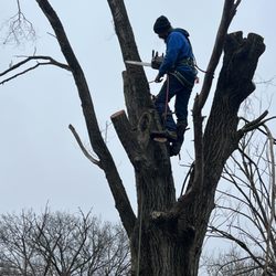 Mr. Nice Guy Tree Service