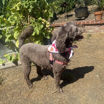 Grooming By Dee - Stella looks SO good! - Pet Groomers Near Me - Vacaville, California Grooming By Dee - Stella looks SO good! - Pet Groomers Near Me - Vacaville, California