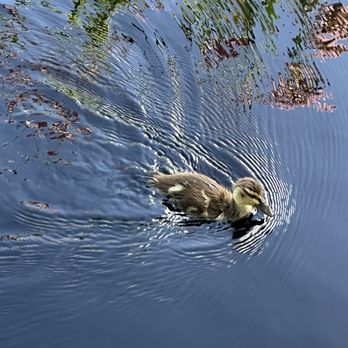 Denver Botanic Gardens - Baby duckling speeding through the pond - Botanical Gardens Near Me - Denver, Colorado