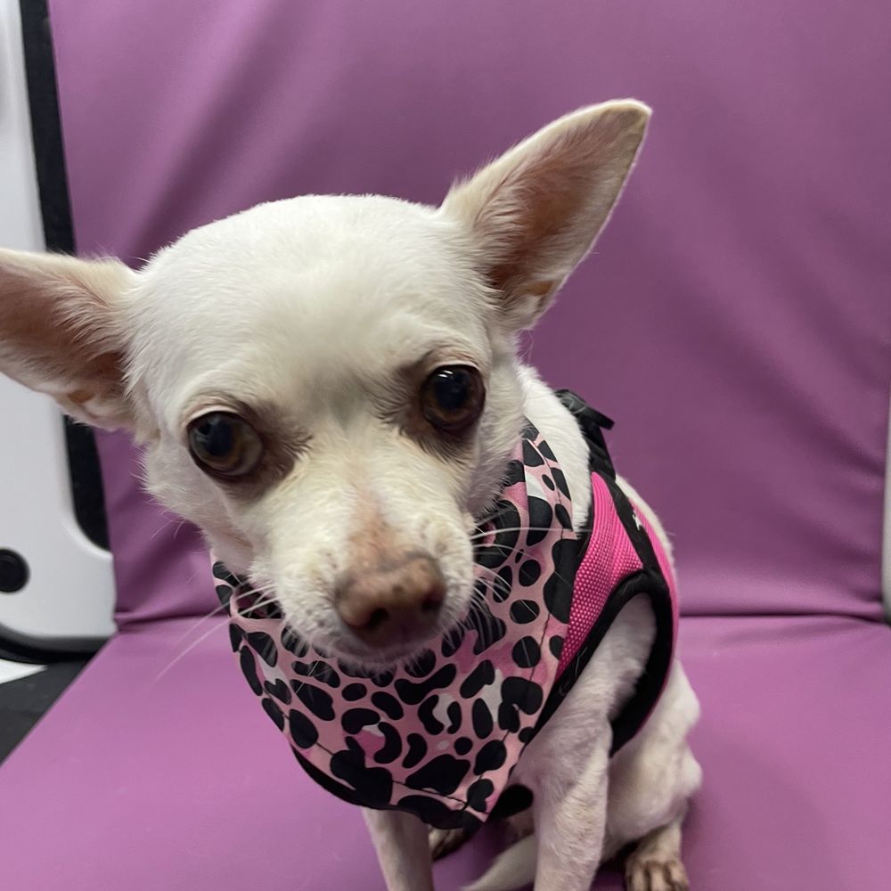 Bright N Shine Pet Dental - Good girl roxy!! - Pet Groomers Near Me - Pompano Beach, Florida Bright N Shine Pet Dental - Good girl roxy!! - Pet Groomers Near Me - Pompano Beach, Florida