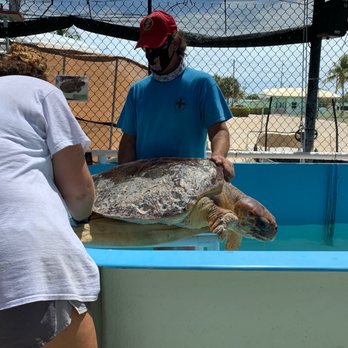 The Turtle Hospital - This turtle was attacked by a shark - Veterinarians Near Me - Marathon, Florida The Turtle Hospital - This turtle was attacked by a shark - Veterinarians Near Me - Marathon, Florida