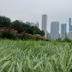 Grant Park Rose Garden
