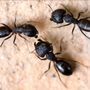Photo of Bug-Out America