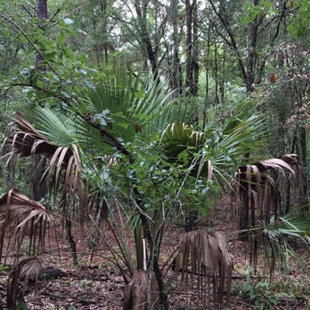 Silver Springs Forest Conservation Area - Hiking Near Me - Silver Springs, Florida