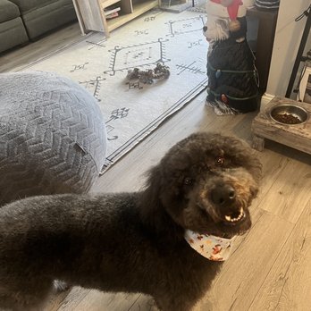 Paws At Main - Bentley my 1.5 yr labradoodle - Pet Groomers Near Me - Corona, California Paws At Main - Bentley my 1.5 yr labradoodle - Pet Groomers Near Me - Corona, California
