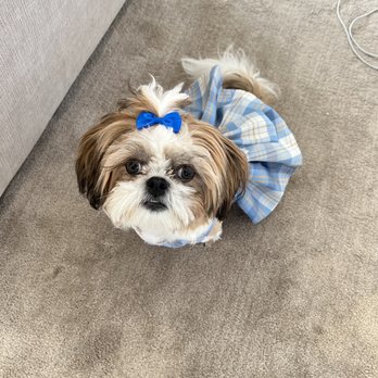 Lnimo - Pet Groomers Near Me - San Mateo , California Lnimo - Pet Groomers Near Me - San Mateo , California