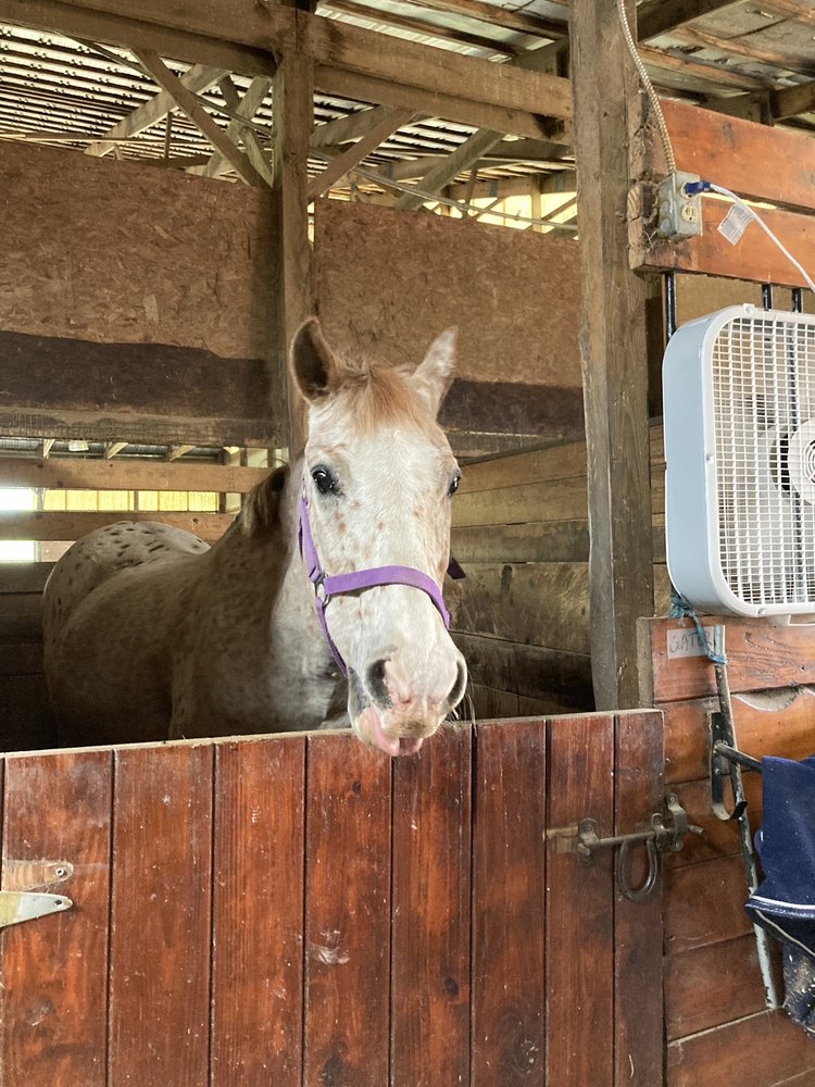 HEAVEN’S GATE FARM Updated August 2024 32 Photos 5590 Bradshaw Rd